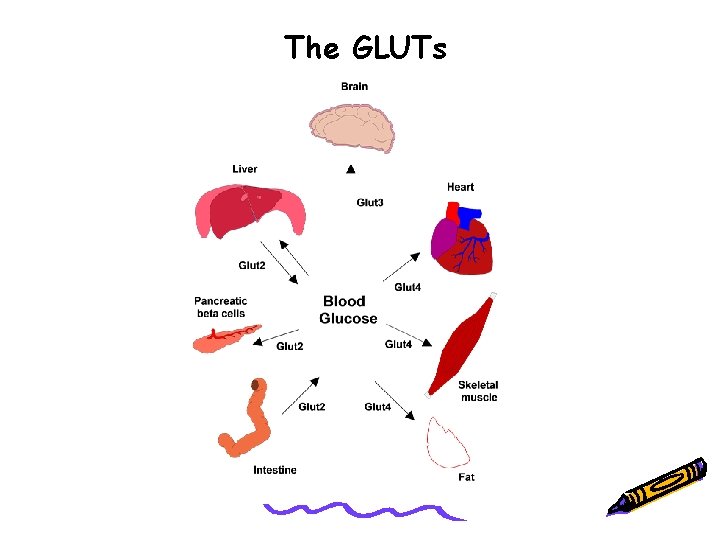 The GLUTs 