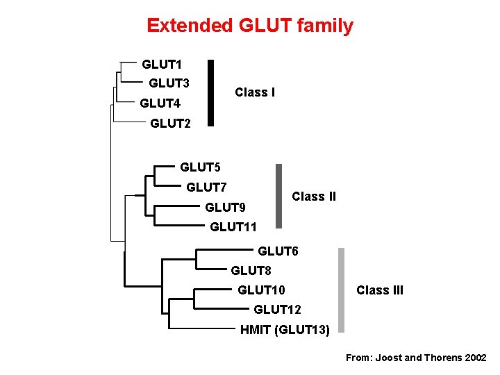 Extended GLUT family GLUT 1 GLUT 3 Class I GLUT 4 GLUT 2 GLUT