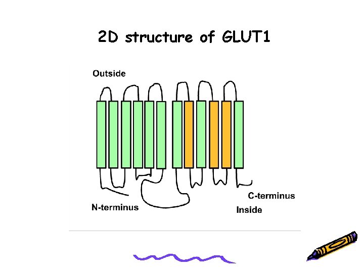 2 D structure of GLUT 1 