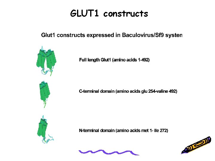 GLUT 1 constructs 