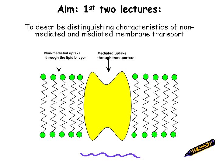 Aim: 1 st two lectures: To describe distinguishing characteristics of nonmediated and mediated membrane