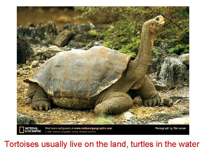 Tortoises usually live on the land, turtles in the water Tortoises usually live on the land, turtles in the water