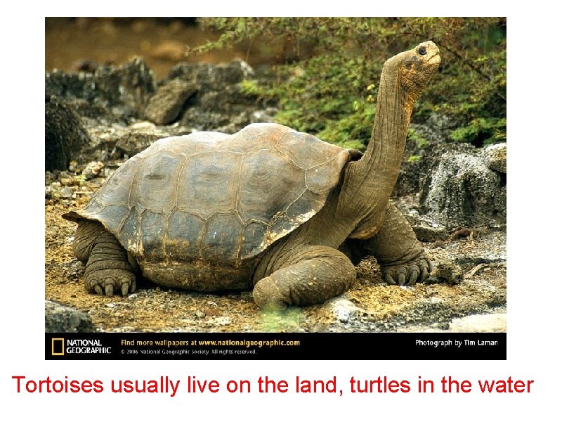 Tortoises usually live on the land, turtles in the water 