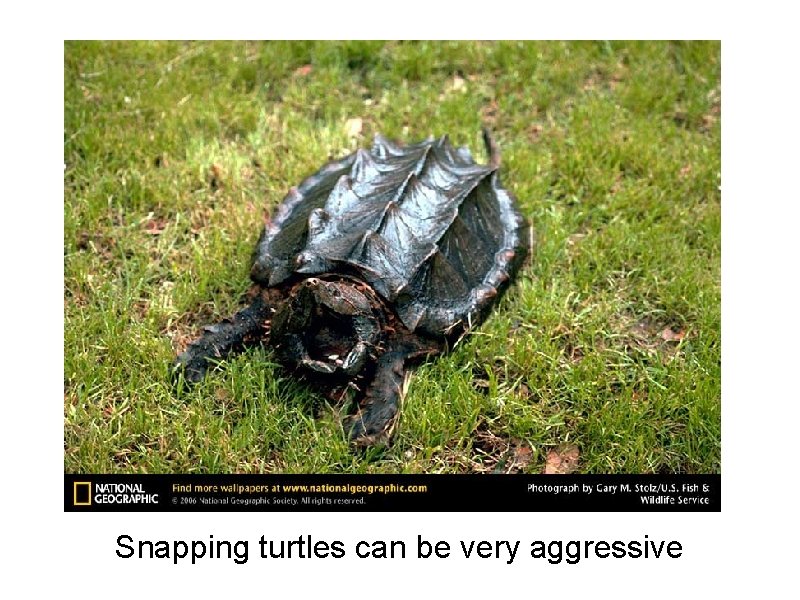 Snapping turtles can be very aggressive 