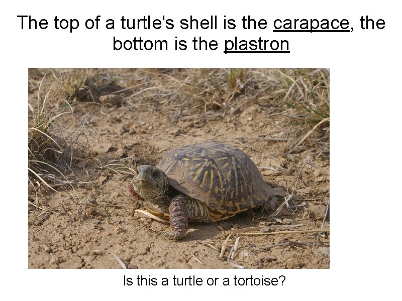 The top of a turtle's shell is the carapace, the bottom is the plastron