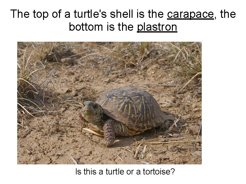 The top of a turtle's shell is the carapace, the bottom is the plastron The top of a turtle's shell is the carapace, the bottom is the plastron