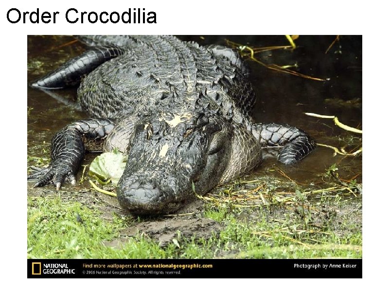 Order Crocodilia Order Crocodilia