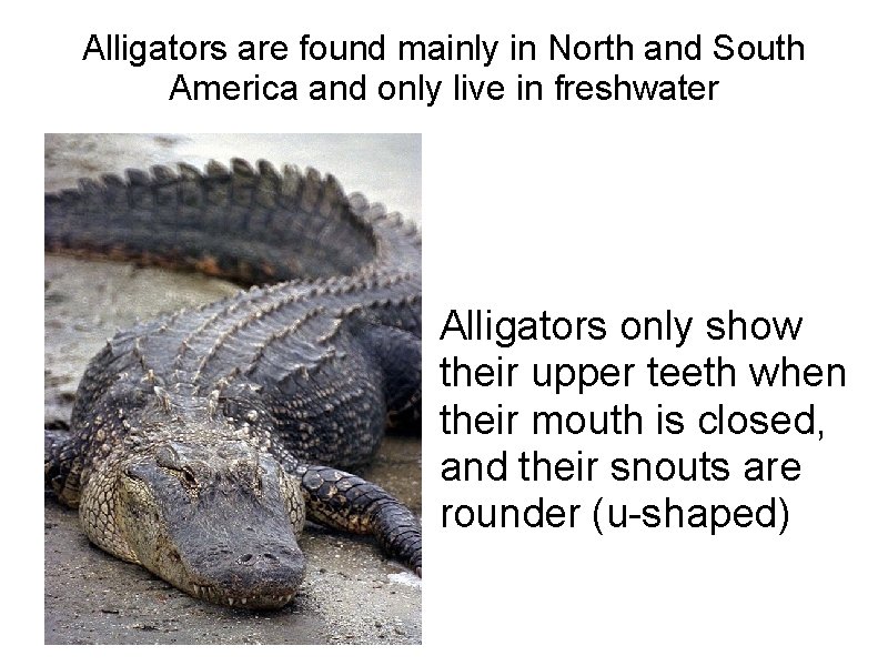 Alligators are found mainly in North and South America and only live in freshwater Alligators are found mainly in North and South America and only live in freshwater