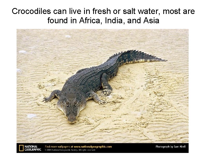 Crocodiles can live in fresh or salt water, most are found in Africa, India,