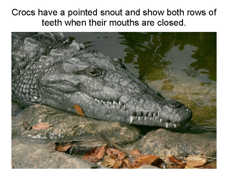 Crocs have a pointed snout and show both rows of teeth when their mouths