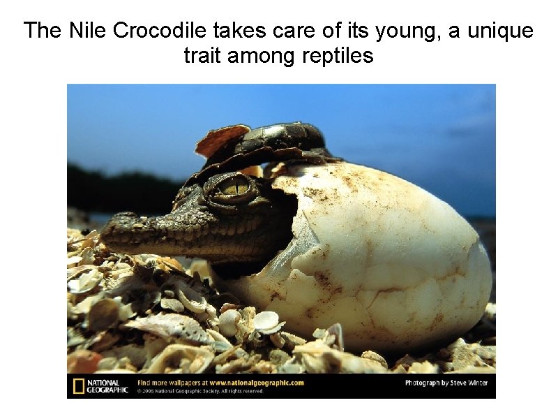 The Nile Crocodile takes care of its young, a unique trait among reptiles 