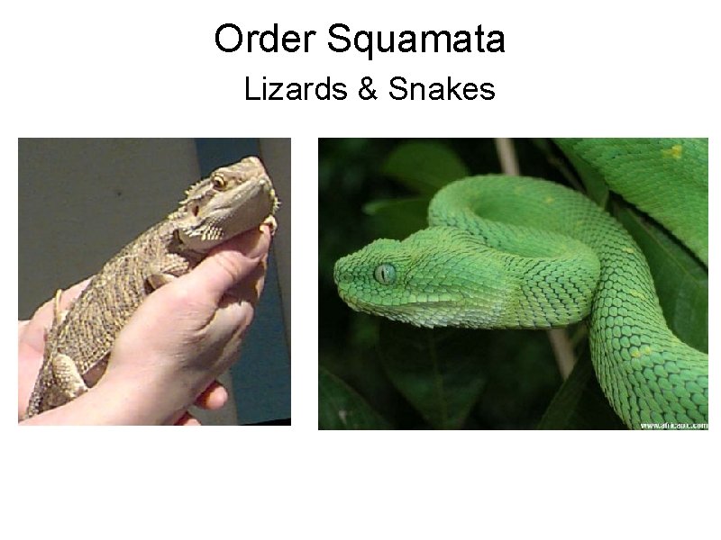 Order Squamata Lizards & Snakes Order Squamata Lizards & Snakes