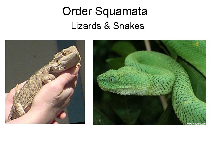 Order Squamata Lizards & Snakes 