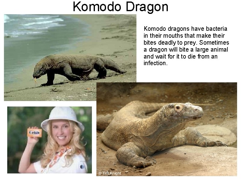 Komodo Dragon Komodo dragons have bacteria in their mouths that make their bites deadly