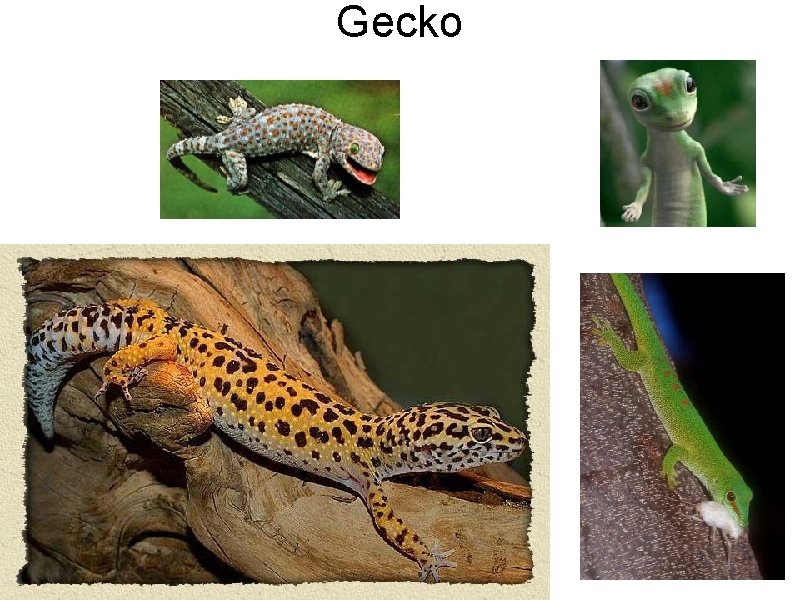 Gecko 