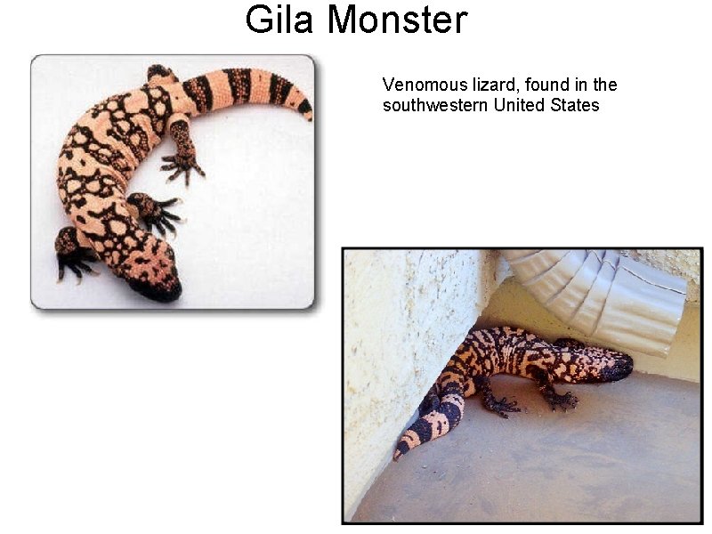 Gila Monster Venomous lizard, found in the southwestern United States Gila Monster Venomous lizard, found in the southwestern United States