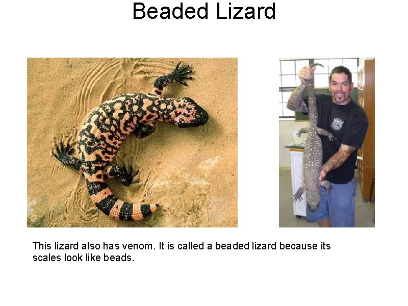 Beaded Lizard This lizard also has venom. It is called a beaded lizard because Beaded Lizard This lizard also has venom. It is called a beaded lizard because