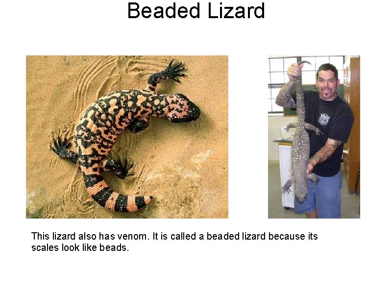 Beaded Lizard This lizard also has venom. It is called a beaded lizard because