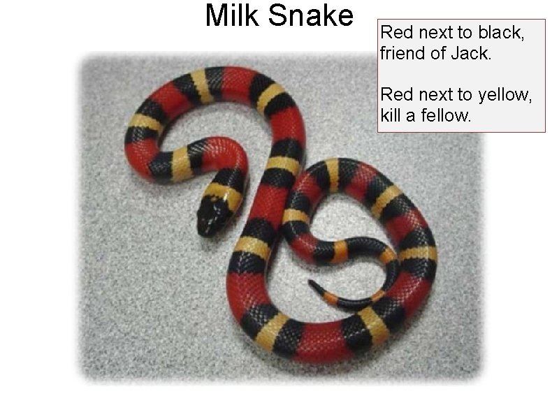 Milk Snake Red next to black, friend of Jack. Red next to yellow, kill