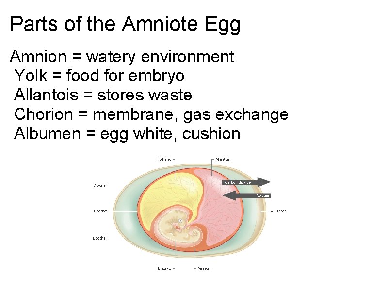 Parts of the Amniote Egg Amnion = watery environment Yolk = food for embryo