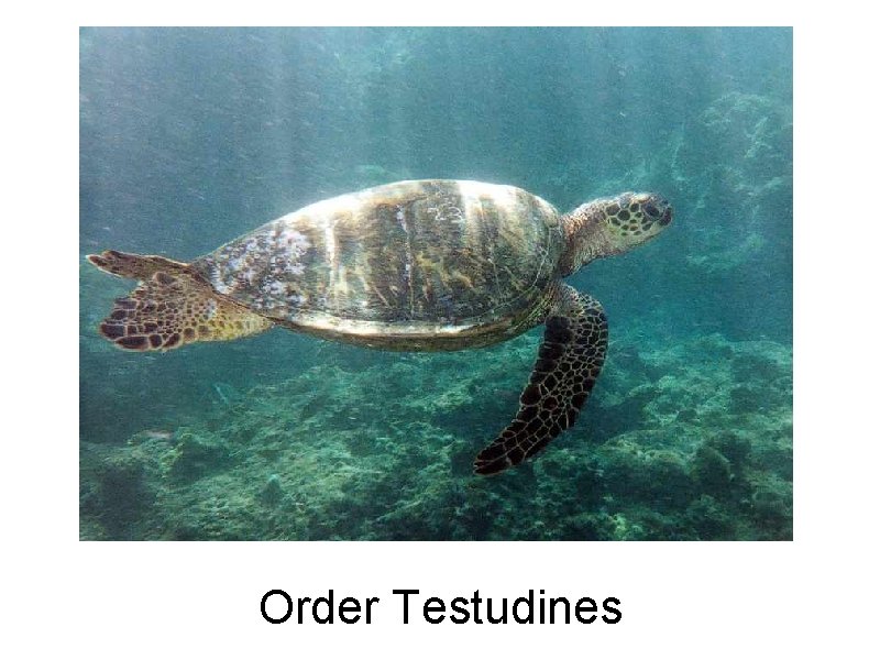 Order Testudines Order Testudines