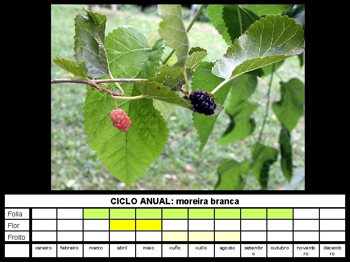 CICLO ANUAL: moreira branca Folla Flor Froito xaneiro febreiro marzo abril maio xuño xullo