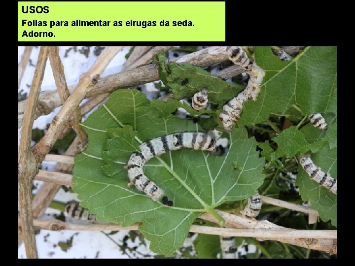 USOS Follas para alimentar as eirugas da seda. Adorno. 