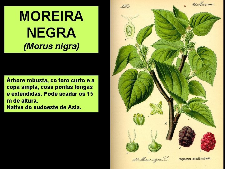 MOREIRA NEGRA (Morus nigra) Árbore robusta, co toro curto e a copa ampla, coas