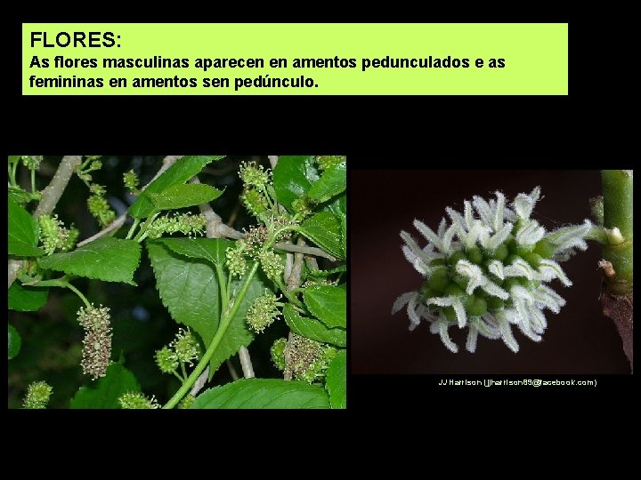 FLORES: As flores masculinas aparecen en amentos pedunculados e as femininas en amentos sen