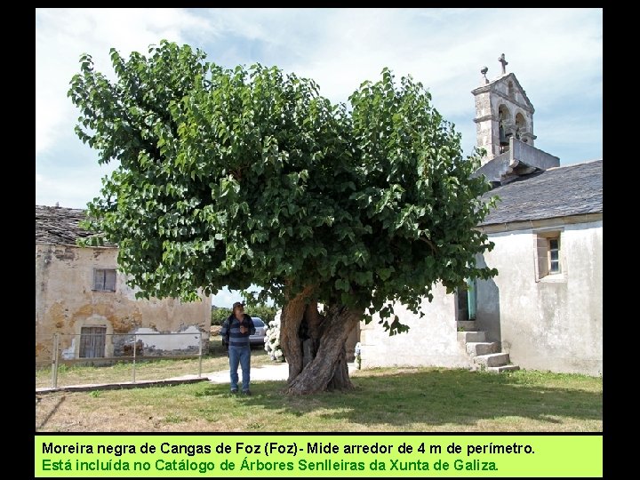 Moreira negra de Cangas de Foz (Foz)- Mide arredor de 4 m de perímetro.