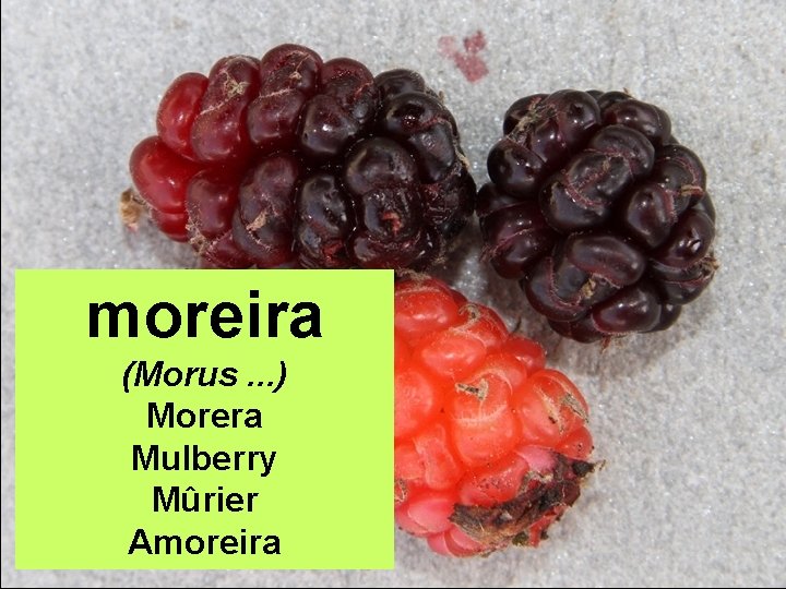 moreira (Morus. . . ) Morera Mulberry Mûrier Amoreira 