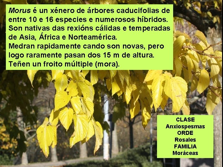 Morus é un xénero de árbores caducifolias de entre 10 e 16 especies e