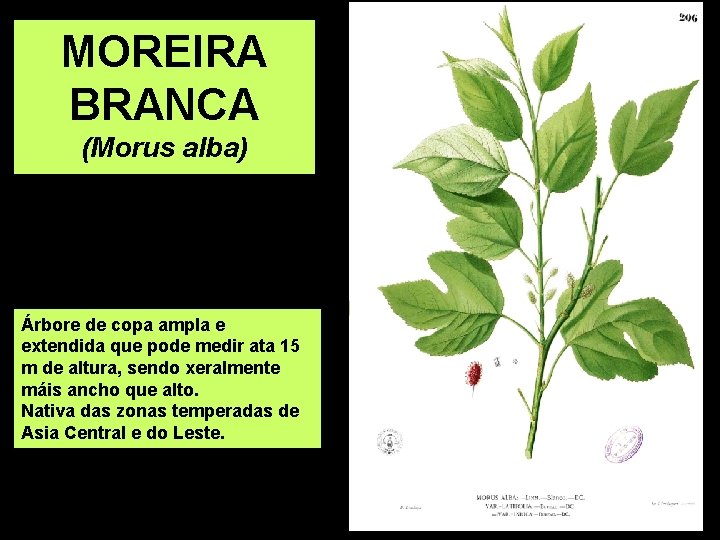 MOREIRA BRANCA (Morus alba) Árbore de copa ampla e extendida que pode medir ata
