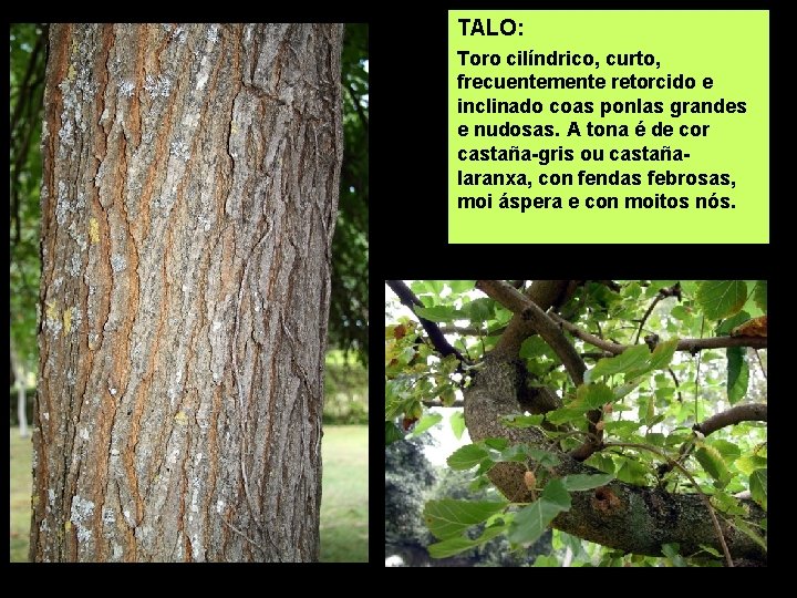 TALO: Toro cilíndrico, curto, frecuentemente retorcido e inclinado coas ponlas grandes e nudosas. A