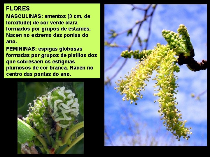 FLORES MASCULINAS: amentos (3 cm, de lonxitude) de cor verde clara formados por grupos