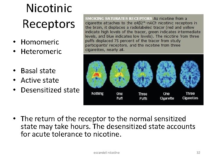 Nicotinic Receptors • Homomeric • Heteromeric • Basal state • Active state • Desensitized