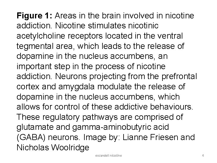 Figure 1: Areas in the brain involved in nicotine addiction. Nicotine stimulates nicotinic acetylcholine