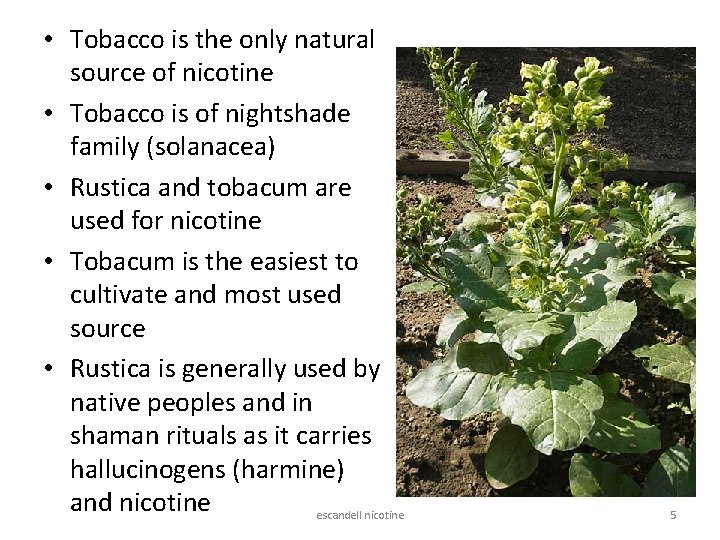  • Tobacco is the only natural source of nicotine • Tobacco is of