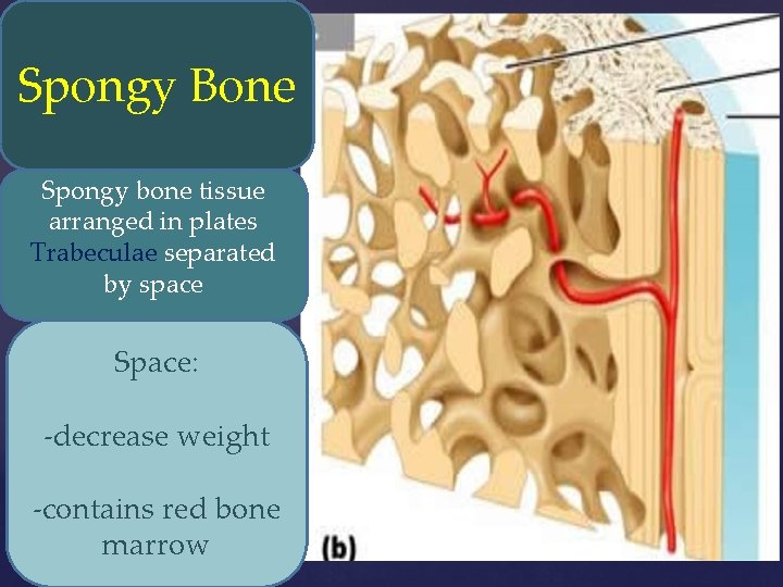 Spongy Bone Spongy bone tissue arranged in plates Trabeculae separated by space Space: -decrease