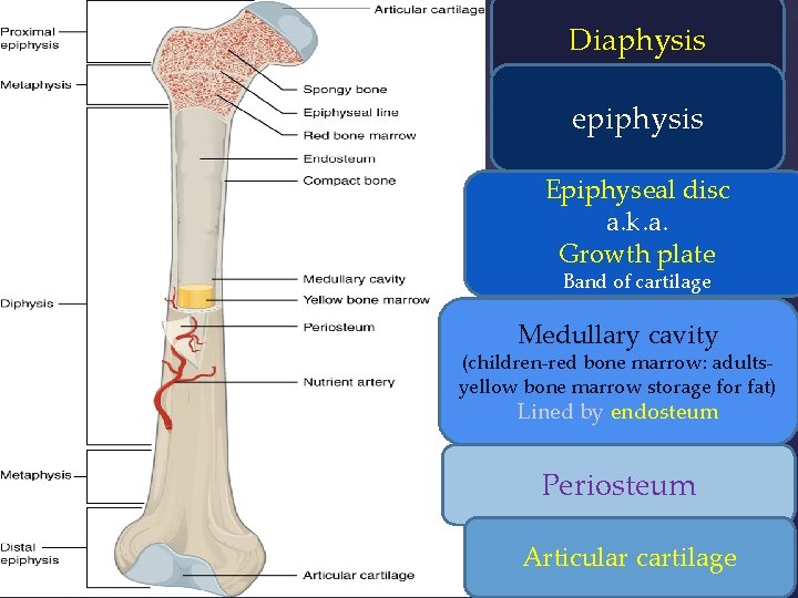 Diaphysis epiphysis Epiphyseal disc a. k. a. Growth plate Band of cartilage Medullary cavity