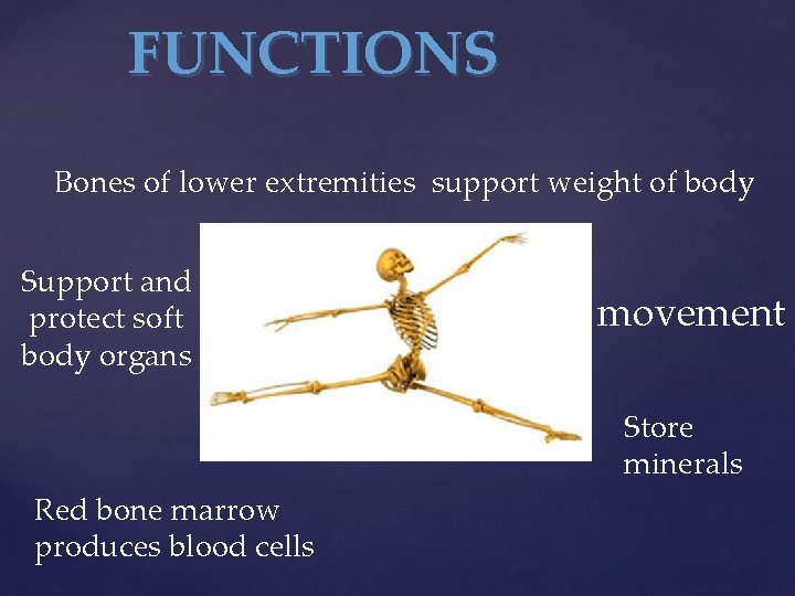 FUNCTIONS Bones of lower extremities support weight of body Support and protect soft body