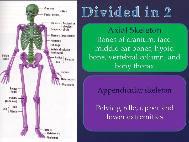 Axial Skeleton Bones of cranium, face, middle ear bones, hyoid bone, vertebral column, and