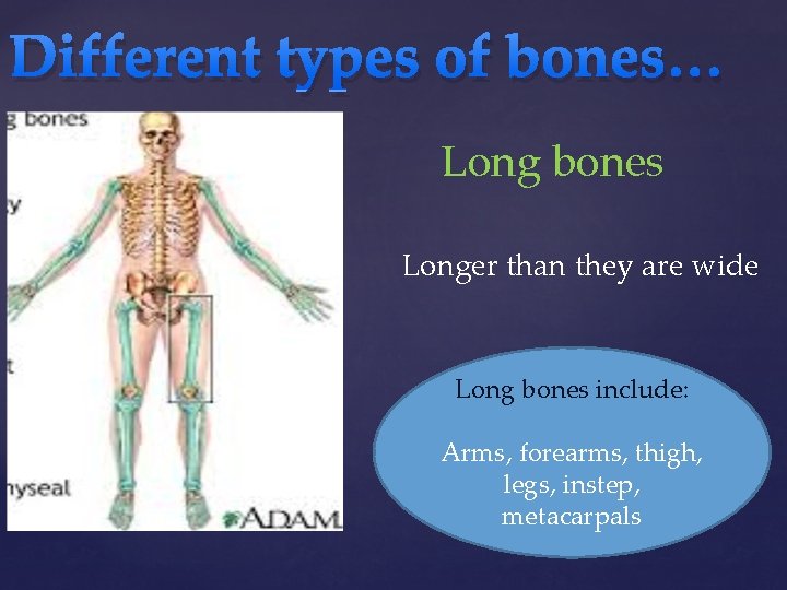 Different types of bones… Long bones Longer than they are wide Long bones include: