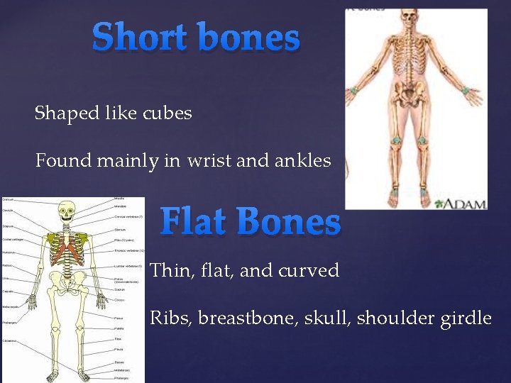 Short bones Shaped like cubes Found mainly in wrist and ankles Flat Bones Thin,