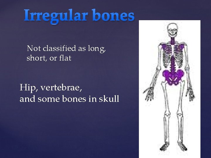 Irregular bones Not classified as long, short, or flat Hip, vertebrae, and some bones