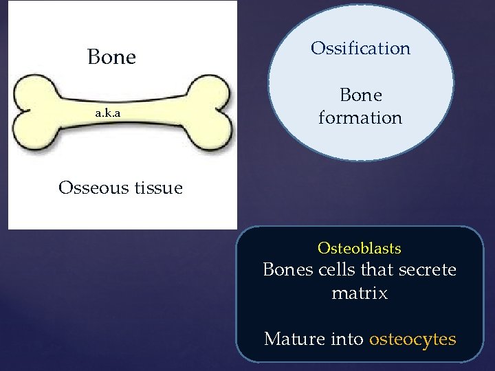 Bone a. k. a. Ossification Bone formation Osseous tissue Osteoblasts Bones cells that secrete