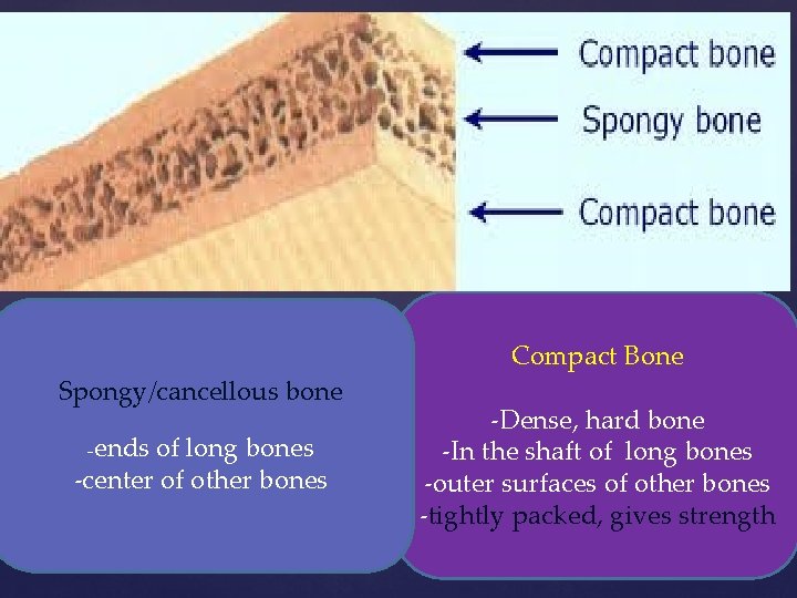 Compact Bone Spongy/cancellous bone -ends of long bones -center of other bones -Dense, hard