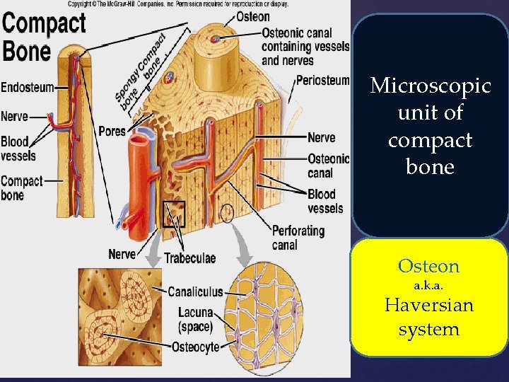 Microscopic unit of compact bone Osteon a. k. a. Haversian system 