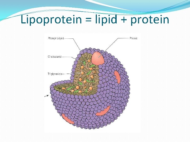 Lipoprotein = lipid + protein 