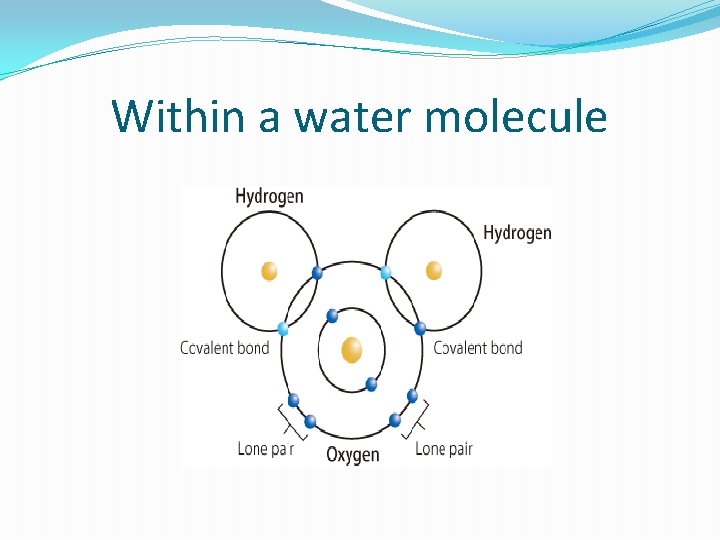 Within a water molecule 